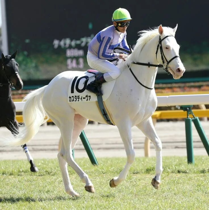 Лошадь скачет. Английская чистокровная верховая лошадь белая. Белый скачки. Белый андалуз. Белый скачки.