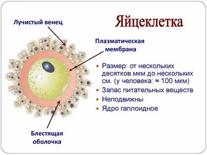Яйцеклетка уровень организации