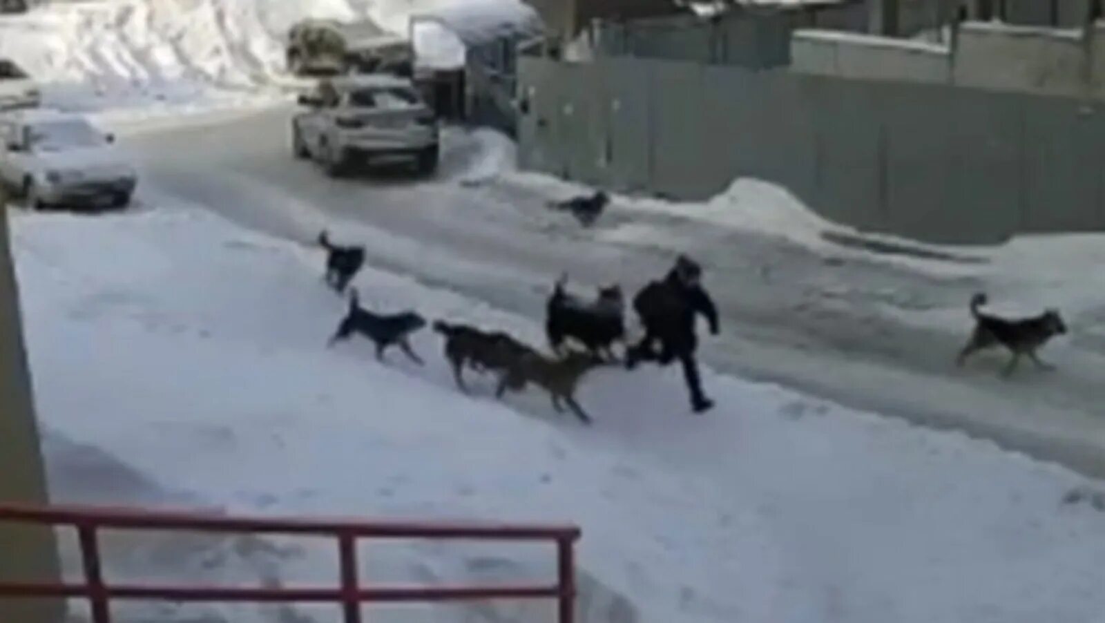 Стая собак напала на ребенка в Башкирии. Бродячие собаки нападают. Стая собак.