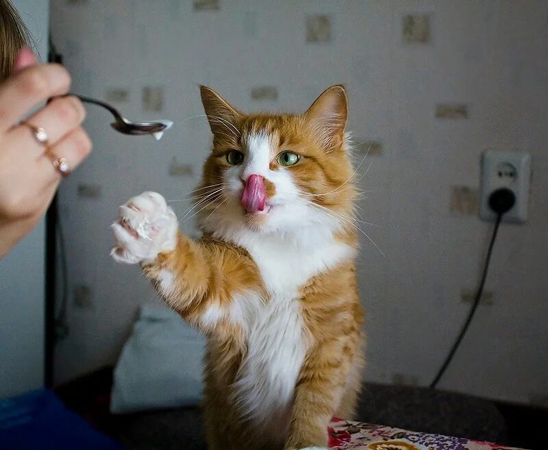 Опыт капнуть йод на картофель. Капнет. Опыт с мясом и перекисью водорода. Качественная реакция на крахмал с йодом. Эксперимент с медом и йодом.