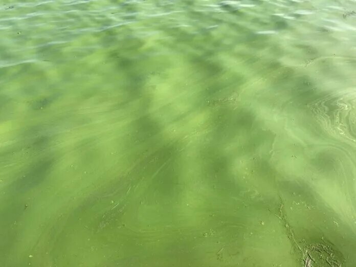 Болотные водоросли. Зеленая вода уранин. Вода зеленый болото. Зеленая река омск. Вода зеленый болото.