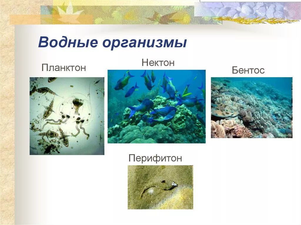 Планктон Нектон бентос. Обитатели планктона нектона и бентоса. Обитатели океана планктон Нектон бентос. Нектон бентос перифитон планктон. Примеры водных групп