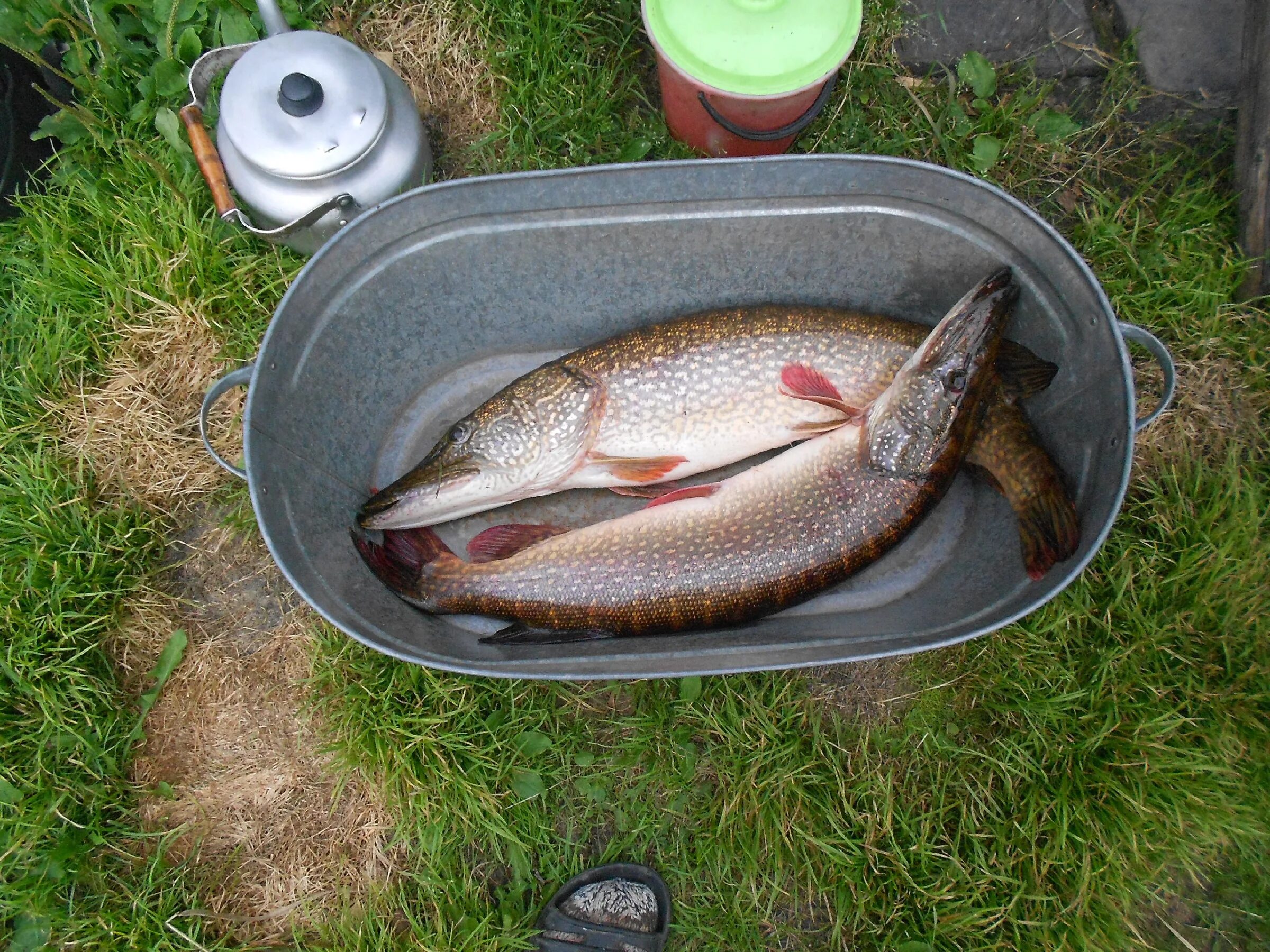 Таблица клева рыбы. Прогноз клёва рыбы. Щука 10 кг. Клев в юрге. Щуки рыбалка в хмао.