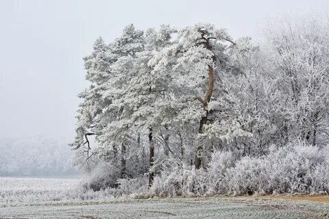 Умеренно холодная снежная зима