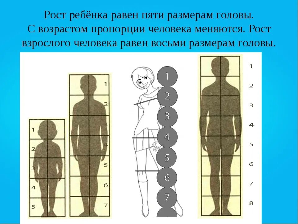 8 частей человека. Пропорции человека для рисования. Фигура человека по пропорциям. Пропорции тела человека рисунок. Пропорции человека схема.