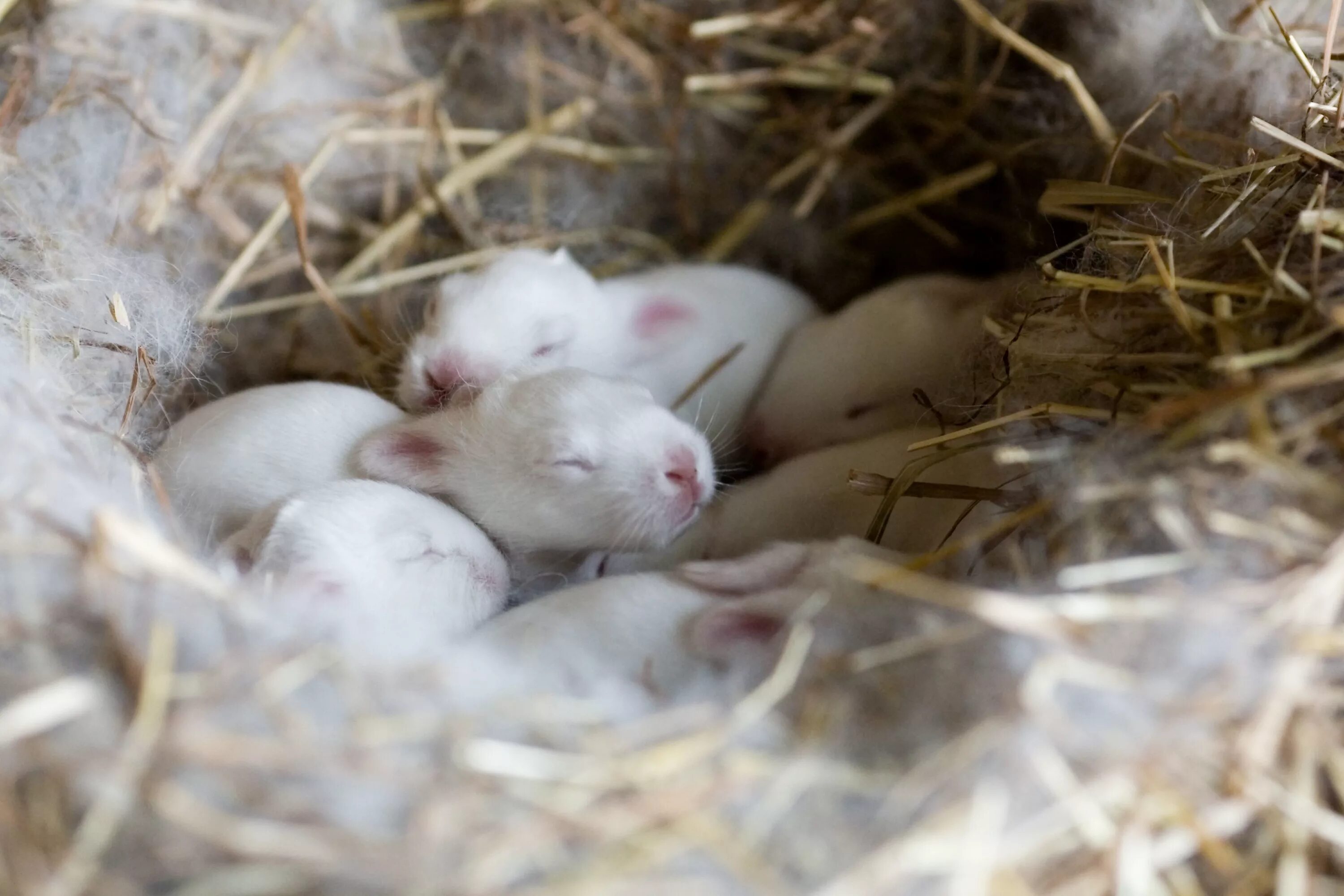 Новорожденные крольчата.