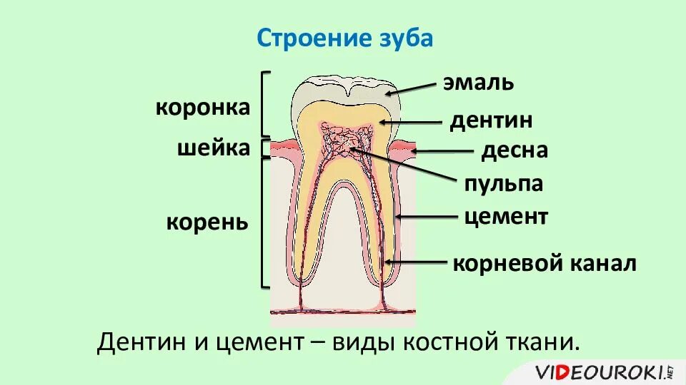Строение корня зуба. Строение зуба коронка шейка корень рисунок. анатомия зуба коронка шейка корень. строение зуба эмаль дентин цемент пульпа. строение зуба коронка шейка корень.