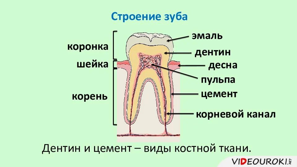 Строение зуба коронка шейка корень рисунок. Анатомия зуба коронка шейка корень. Строение зуба эмаль дентин цемент пульпа. Строение зуба коронка шейка корень. Какую функцию выполняет зуб человека