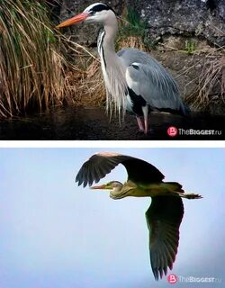 Цапля перелетная