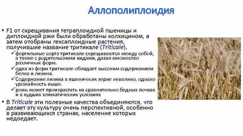 Диплоидные растения