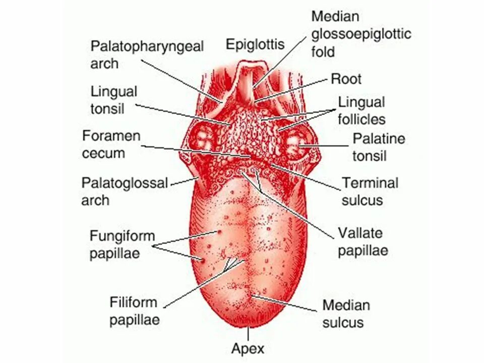 Foot tongue. Заболевания по состоянию языка.