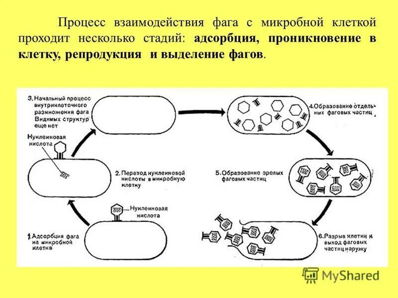 Механизмы взаимодействия бактериофага с микробной клеткой. Этапы взаимодействия бактериофага. Взаимодействие умеренного бактериофага с микробной клеткой. Цикл бактериофаг схема. Фазы взаимодействия вирулентного фага с клеткой:.