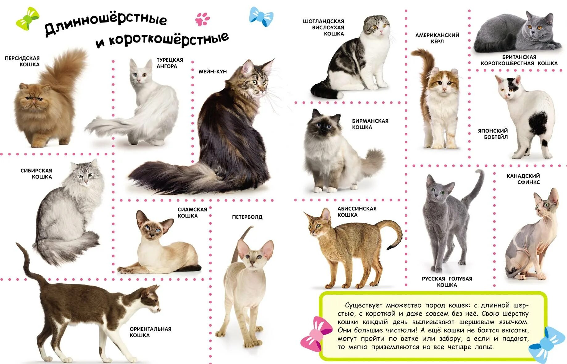 Какие породы домашних. Породы домашних животных названия. Породы кошек плакат. Кошки разных пород для детей. Породы домашних кошек.