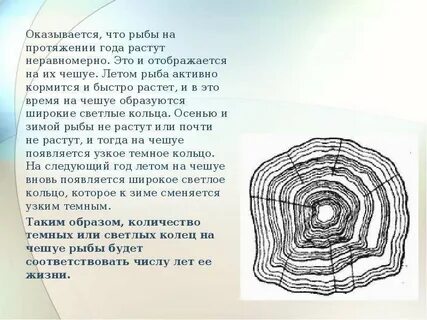 Как узнать возраст рыбы