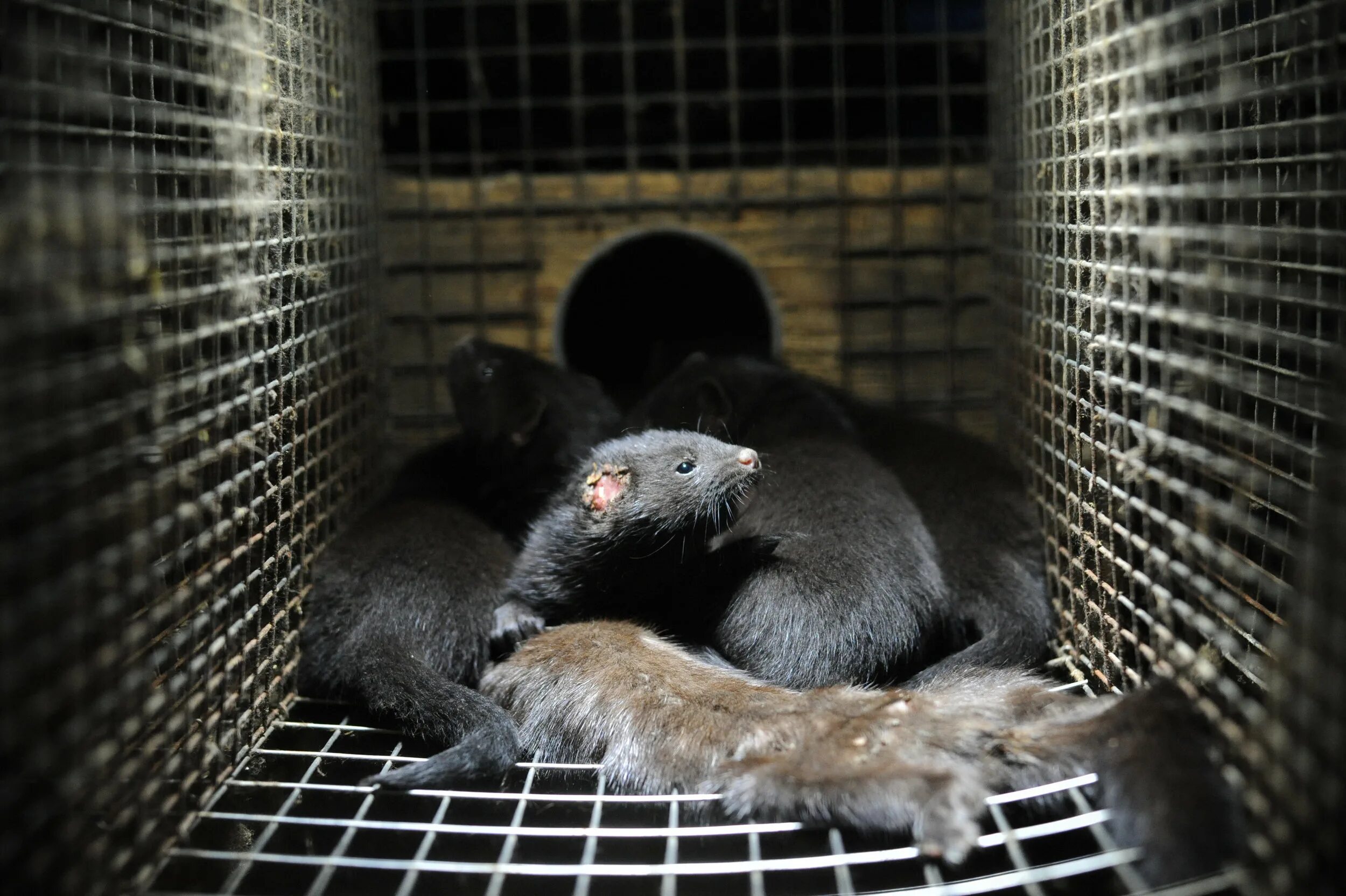 Пушные звери на ферме. Содержание пушных зверей. Племенной зверосовхоз салтыковский. Содержание пушных зверей. Содержание пушных зверей.