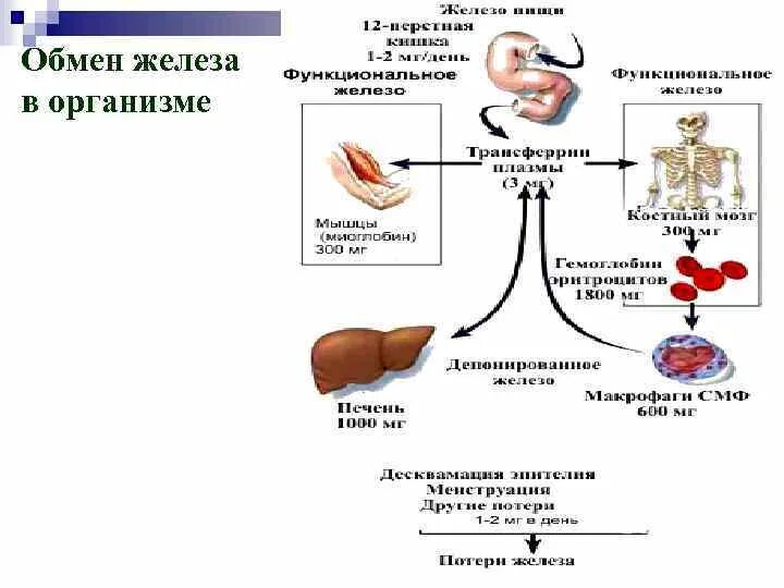 Изменения при приеме железа. Обмен железа в организме валентности. обмен железа схема. схема метаболизма железа.