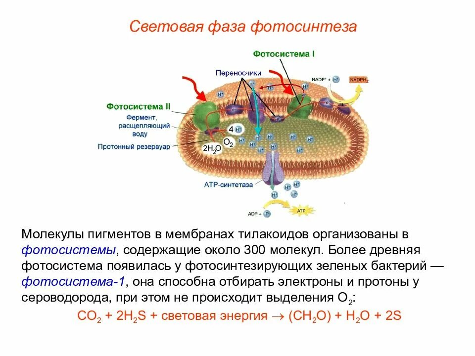 Световая фаза кратко. Световая фаза фотосинтеза на мембране тилакоида. Фотосинтез мембрана тилакоида. Световая фаза фотосинтеза фотосистемы. Схема световая фаза фотосинтеза фотосистемы.