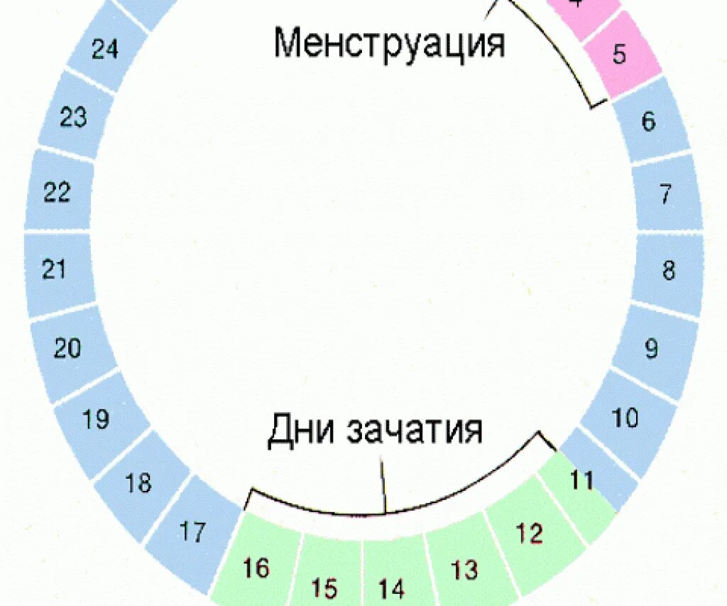 Через сколько дней наступает овуляция