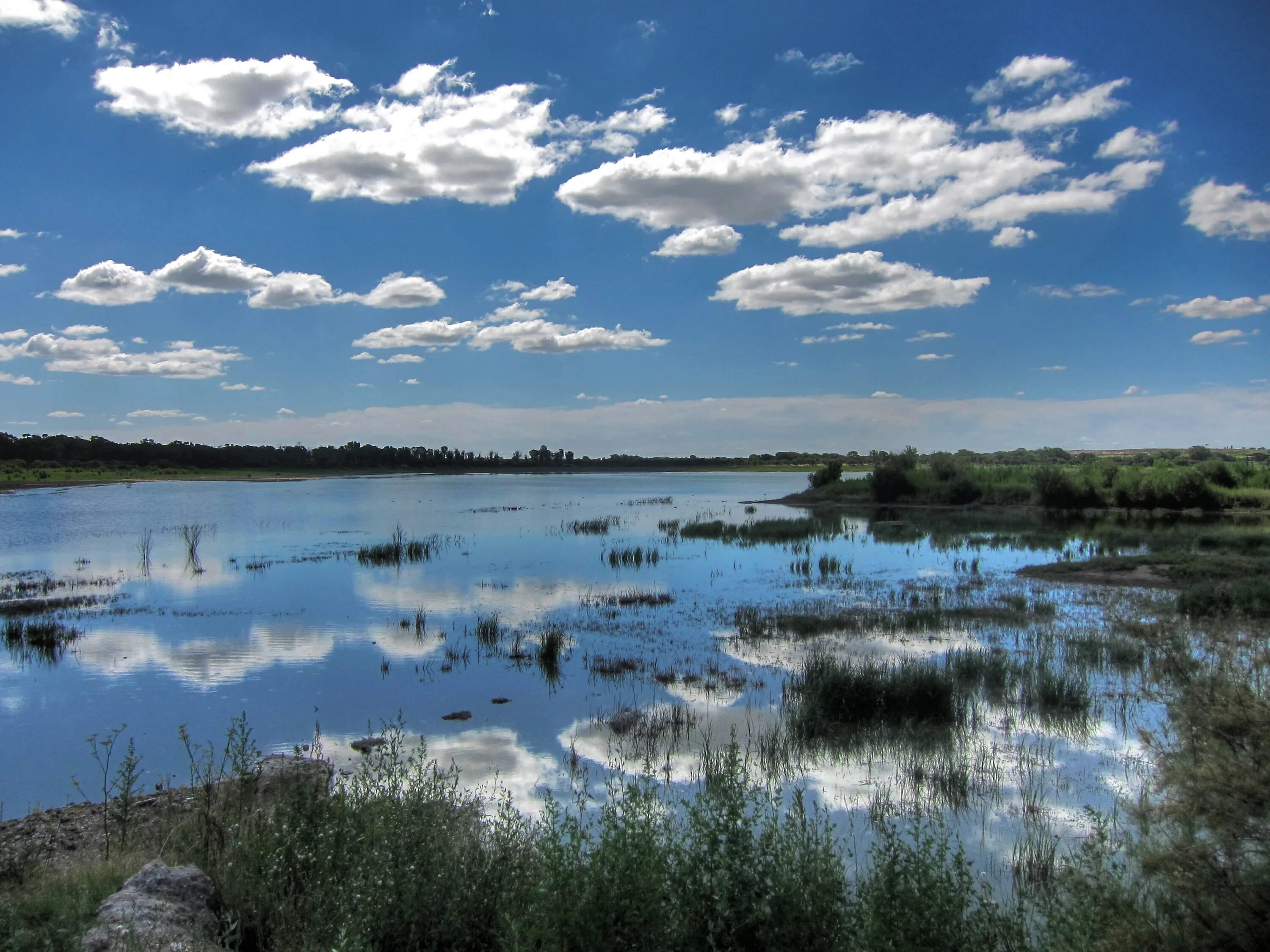 Озеро водохранилище. Озера реки водохранилища. Заболоченные берега водохранилища. Болото водохранилище.