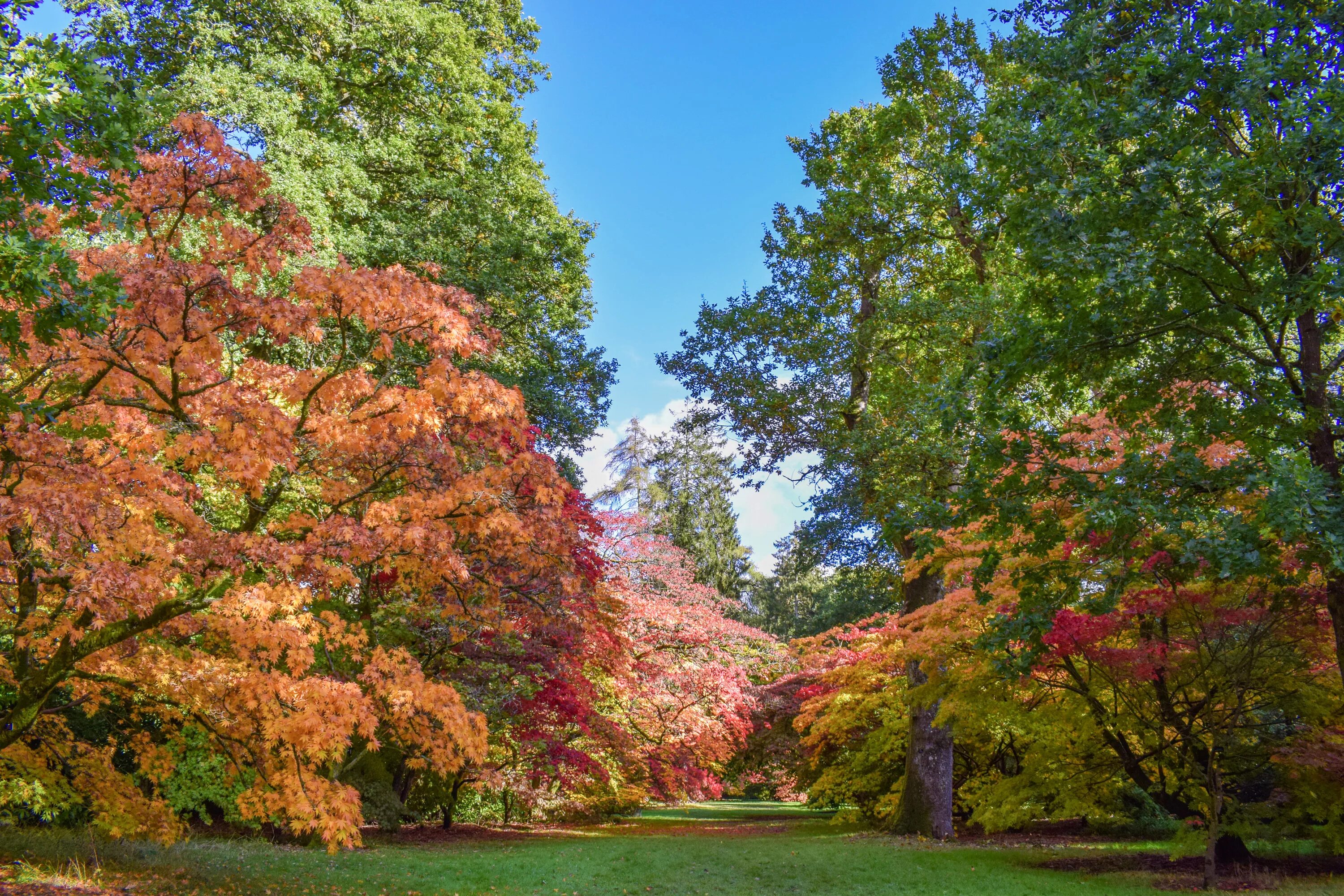 Uk parks. Спасибо за внимание деревья парка Дендрарий. 2000х3000 парк деревья Урал. Fell Arboretum. Park uk.