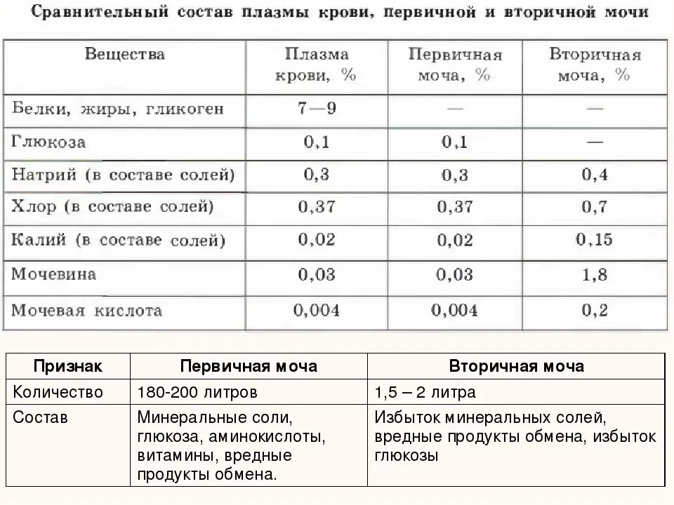 Первичная моча отличается от плазмы крови отсутствием. Состав первичной мочи от плазмы. Состав первичной и вторичной мочи человека. Состав плазмы первичной и вторичной мочи. Состав и количество первичной мочи.