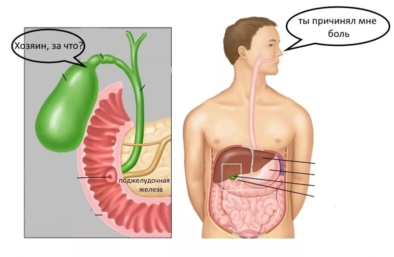 Желчный пузырь картинки у человека. Строение тела человека желчный пузырь. Анатомия расположения желчного пузыря. Анатомия человека печень и желчный пузырь расположение. Желчный пузырь сфинктер Одди анатомия.