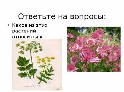 Растение относится к семейству