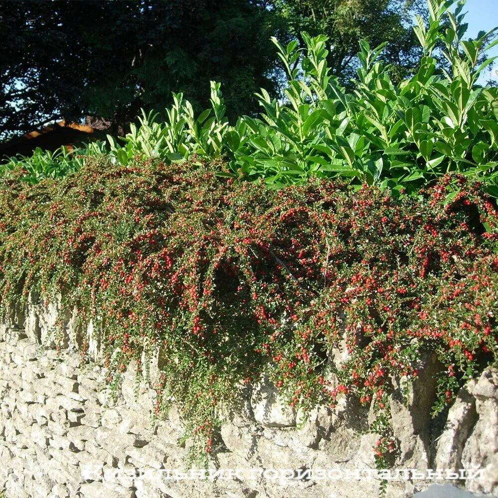 Кизильник иволистный. Кизильник горизонтальный (Cotoneaster horizontalis). Кизильник иволистный (Cotoneaster salicifolius Franch.). Кизильник Корал Бьюти.