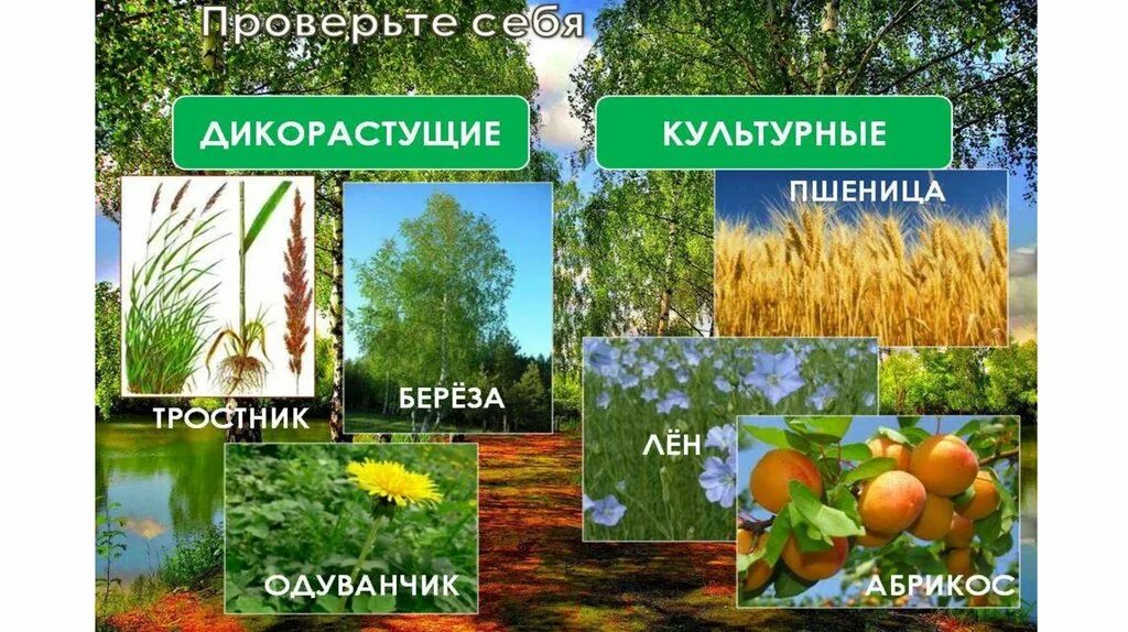 Дикие и культурные растения. Дикорастущие и культурные. Дикорастущие растения и культурные растения. Группы растений дикорастущие и культурные. Значение культурных растений в жизни человека 7