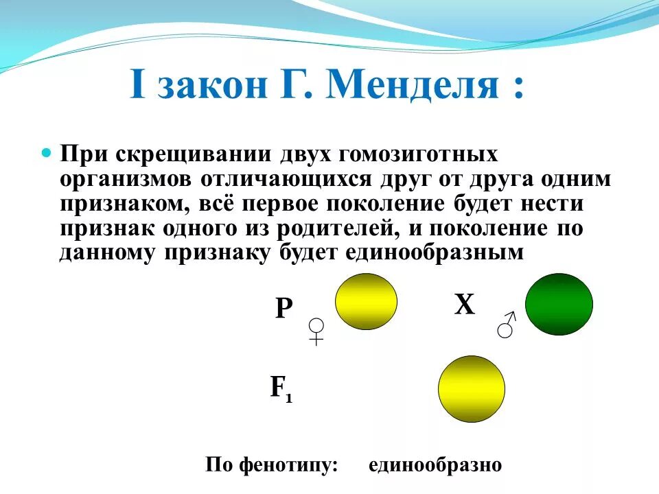 Задачи на 2 закон Менделя. Задачи по первому закону Менделя. Первый закон Менделя. Задачи на первый закон Менделя с решением.