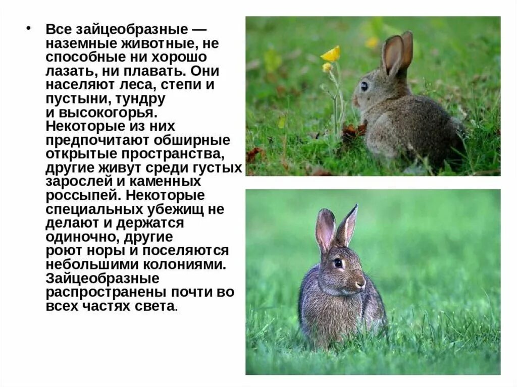 Зайцеобразные сообщение 8 класс. Отряд зайцеобразные. описание отряда зайцеобразные. представители зайцеобразные 7 класс биология. млекопитающие отряд зайцеобразные.
