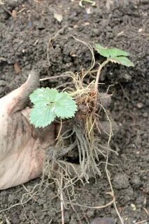 Как омолодить клубнику