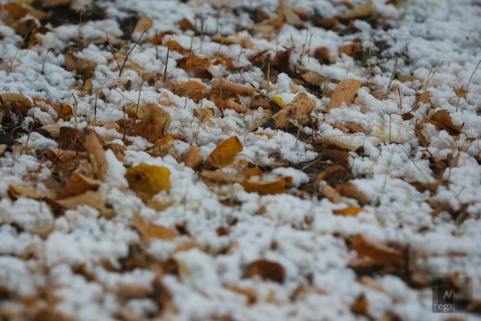 Снег. Снегопад. Снег в Екатеринбурге. В Екатеринбурге выпал снег. 1 мая выпал снег