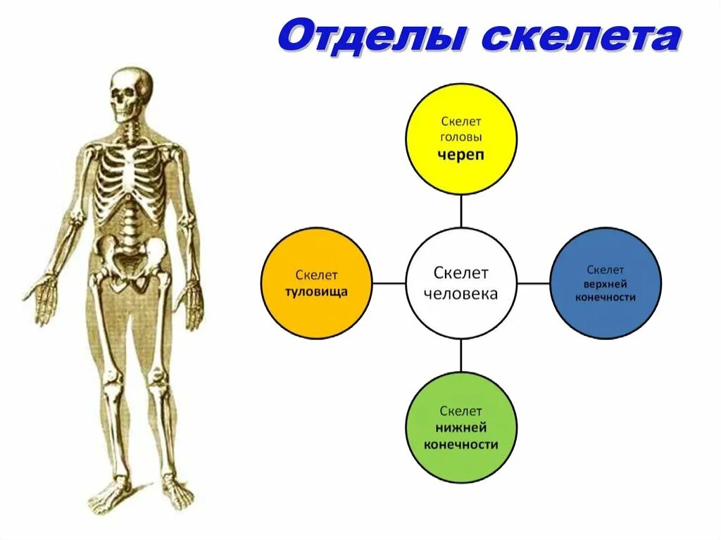 Отделы и основные кости скелета. Скелет человека строение его отделов. Строение скелета человека по отделам. Отделы скелета туловища 2.