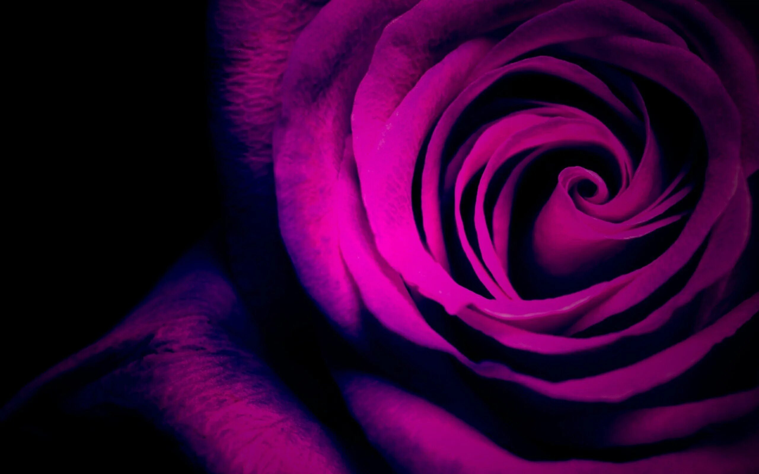 Блэк роуз ред роуз. Фиолетовые розы. Фиолетовые обои. Черный розовый фиолетовый. Черный розовый фиолетовый.