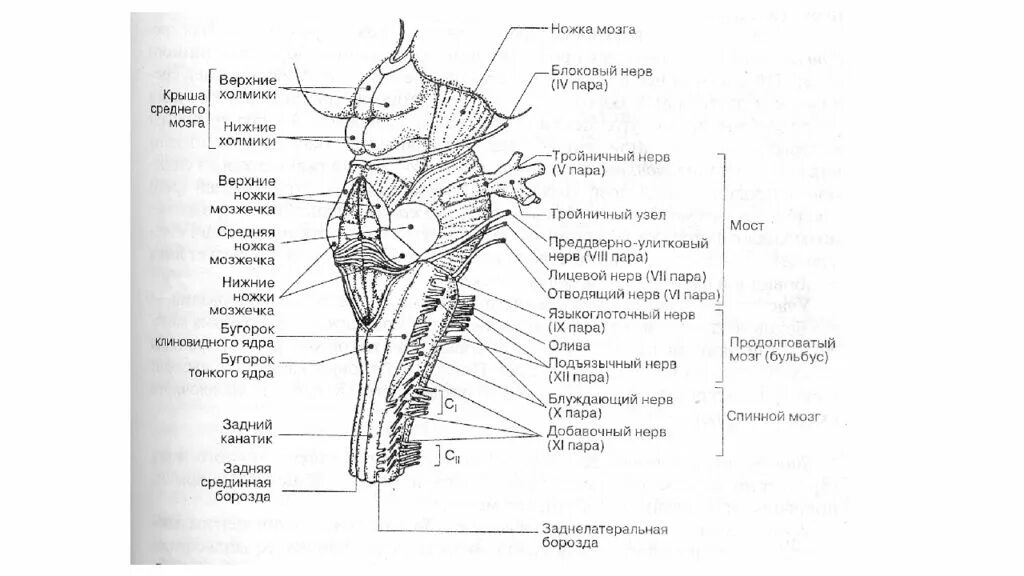Структура и функции ствола мозга. Строение ствола головного мозга человека анатомия. Структуры ствола мозга анатомия. Строение ядер ствола головного мозга. Перечислите структуры ствола мозга..