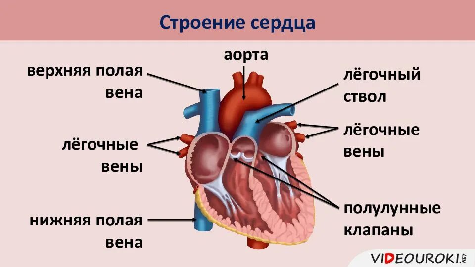 Сердечная строение и функции. Строение сердца 8 класс биология. Схема сердца человека биология 8 класс. Строение сердца 8кл. Строение сердца человека 8 класс биология.