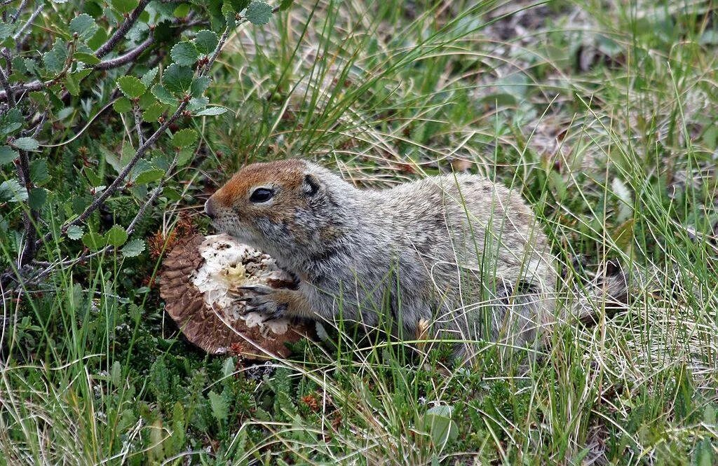 Лемминг суслик. Большой суслик (Spermophilus Major). Urocitellus parryii. Длиннохвостый суслик ареал. Американский длиннохвостый суслик.