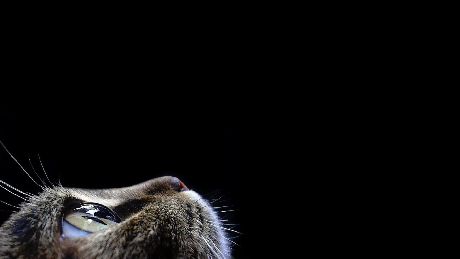 long-fur black cat #cat #cat #mustache #background #black #profile #Persian #8K 