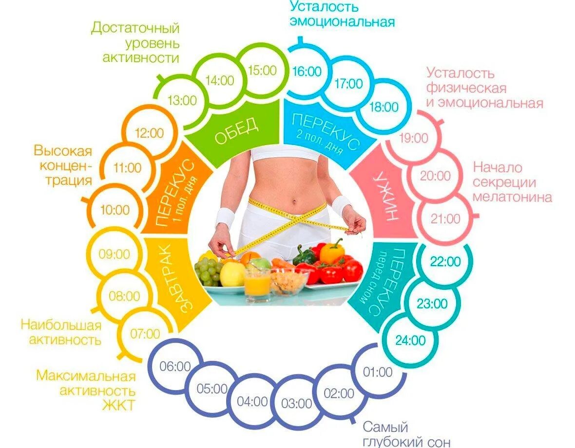 Распорядок правильного питания. График питания для похудения. Правильный режим питания. График правильного питания.