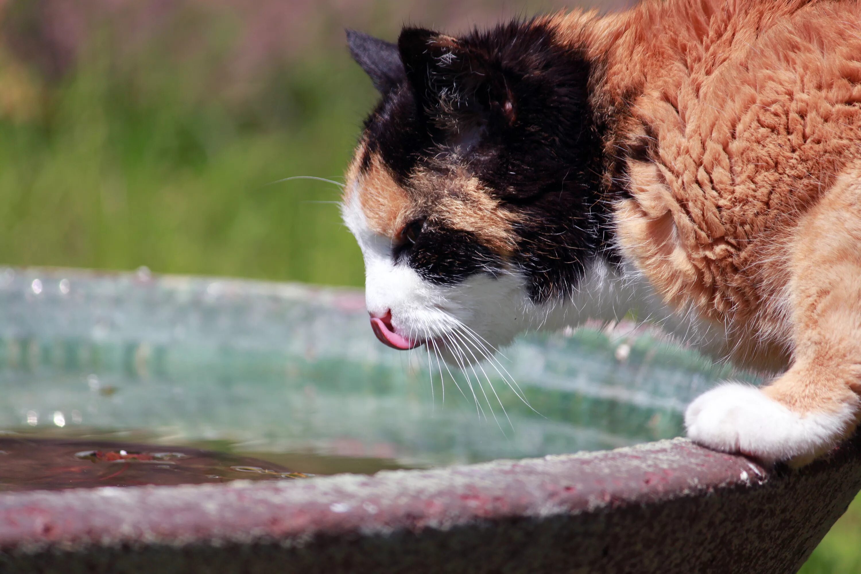 Кошка пьет воду причины. Жара животные. Лето жара котики. Животные пьют воду. Кошке жарко.