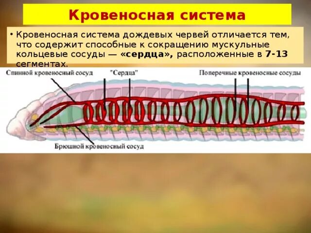 Тип кровеносной системы у кольчатых червей. Кровеносная система кольчатых червей 7 класс. Кровеносная система кольчатых червей 7 класс биология. Строение кровеносной системы червя. Кровообращение червей