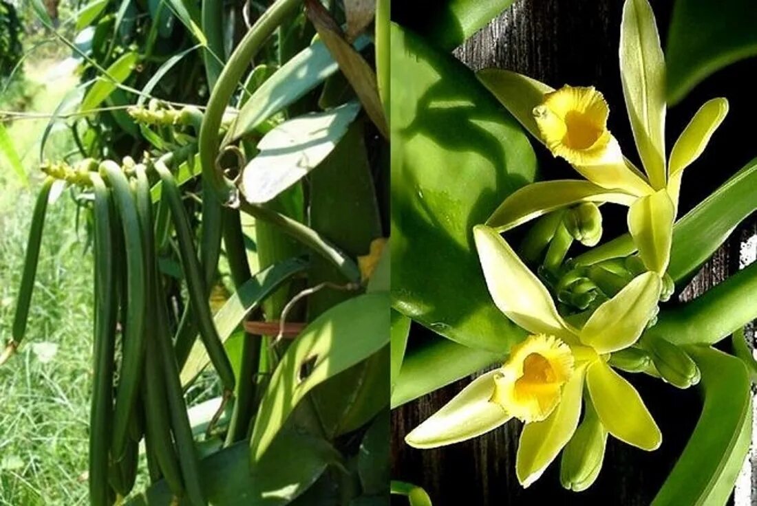 ваниль лиана. Vanilla planifolia плоды. откуда ваниль. откуда ваниль. презентация на тему ваниль.