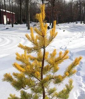 Весной желтеют сосны