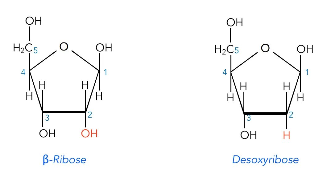 Рибоза циклическая формула. Схема строения рибозы. Рибоза и дезоксирибоза формулы. Рибоза цикл. Рибоза свойства
