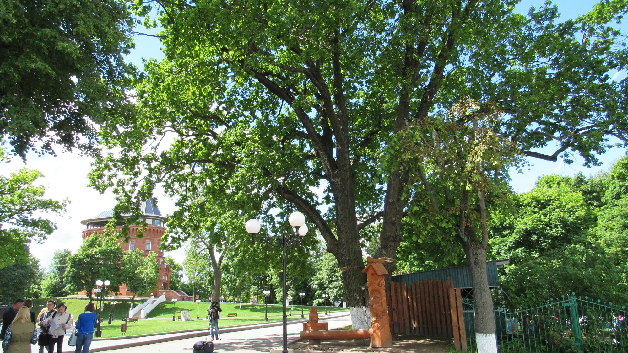 Какие деревья растут возле школы. Памятник живой природы дуб черешчатый Тверь.