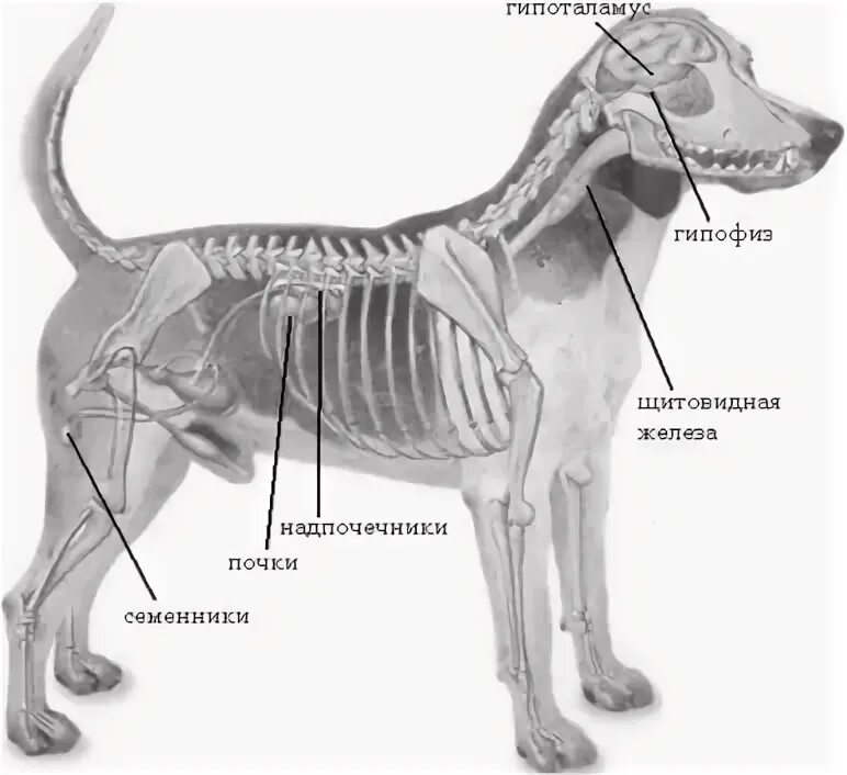 Где у собаки железы. Эндокринная система собаки. Железы внутренней секреции у кошек и собак. Железы внутренней секреции собаки.