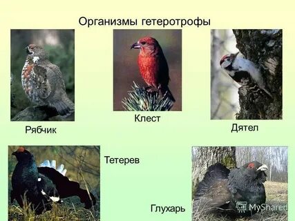 Гетеротрофные организмы редуценты
