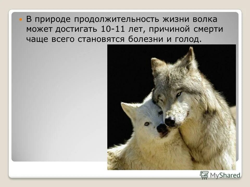 Сколько лет живут волки. Продолжительность жизни волеп. Продолжительность жизни Волков. Продолжительность жизни волка. Продолжительность жизни волка в природе.