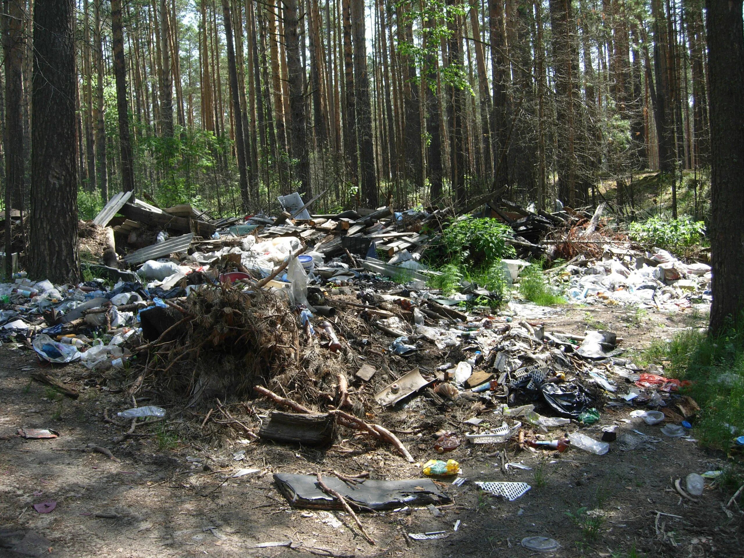 Основная причина экологических проблем в тайге. Экология леса. Экологические проблемы лесов. Загрязнение и вырубка лесов.